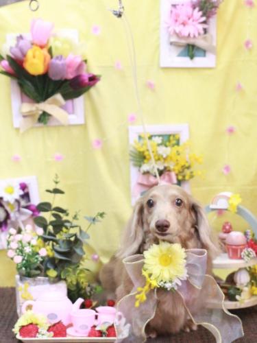 20230324ぺこちゃん